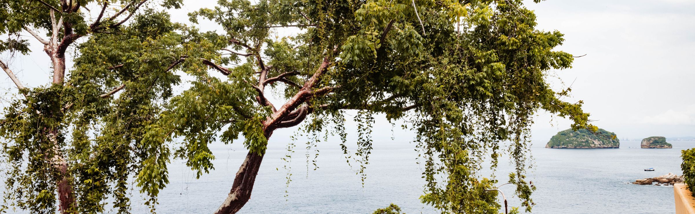 Ocean and the Los Arcos islets seen past a tree from Villa Mandarinas